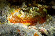 Picture 'Palau1_1_00250 Electric Flame Scallop, Palau'